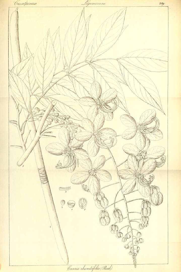 no HD illustration available (3)