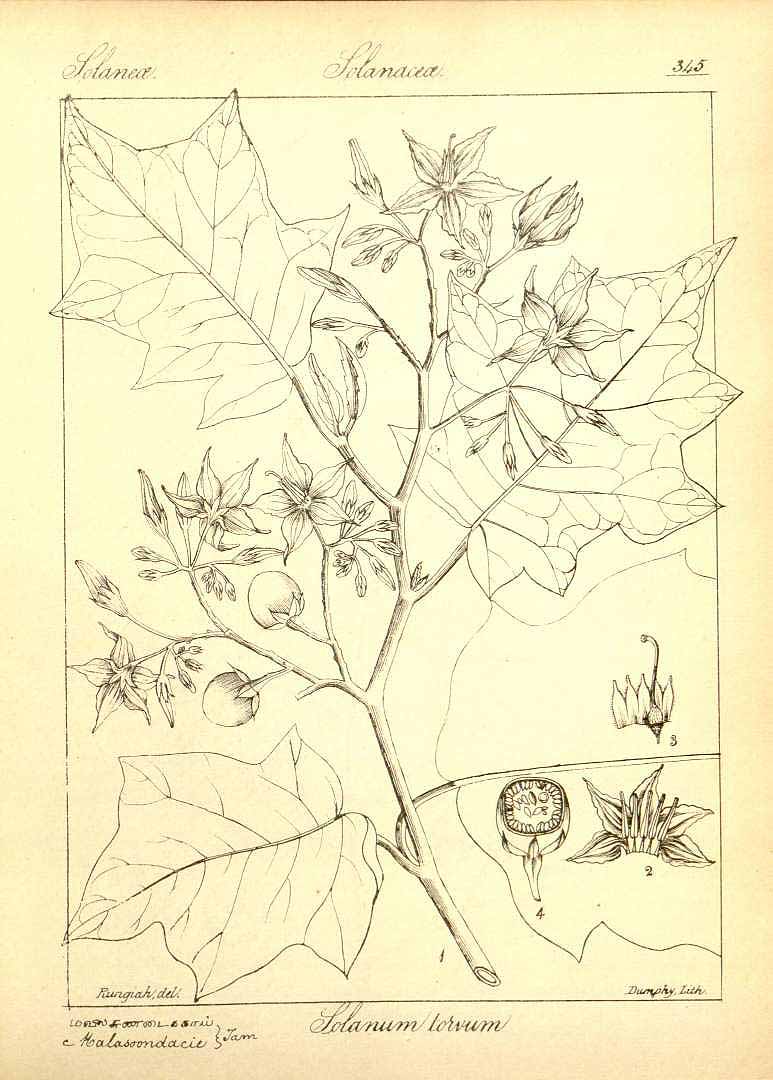 no HD illustration available (3)