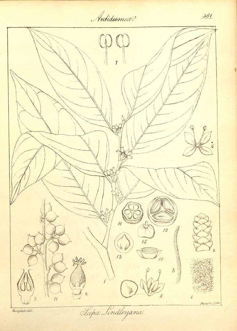 no HD illustration available (3)