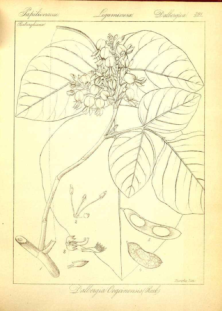 no HD illustration available (3)