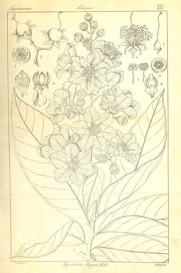 no HD illustration available (3)