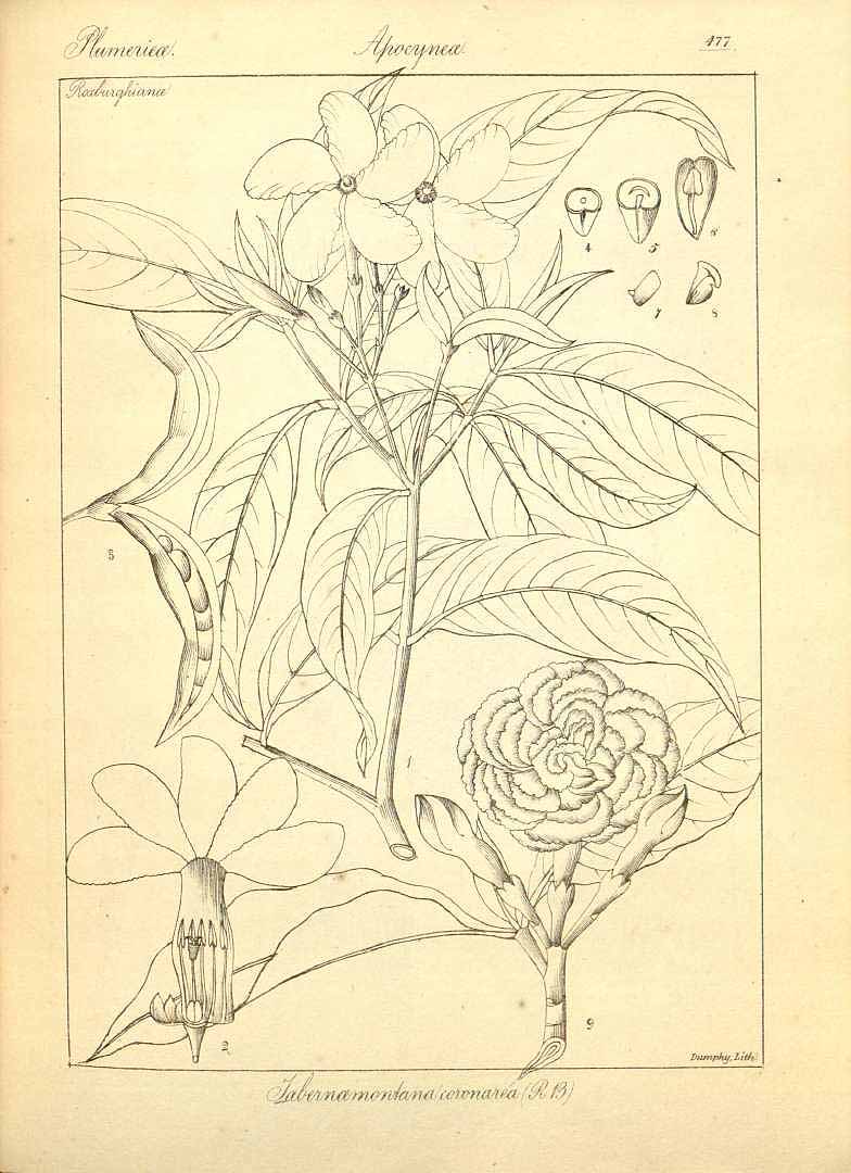 no HD illustration available (3)