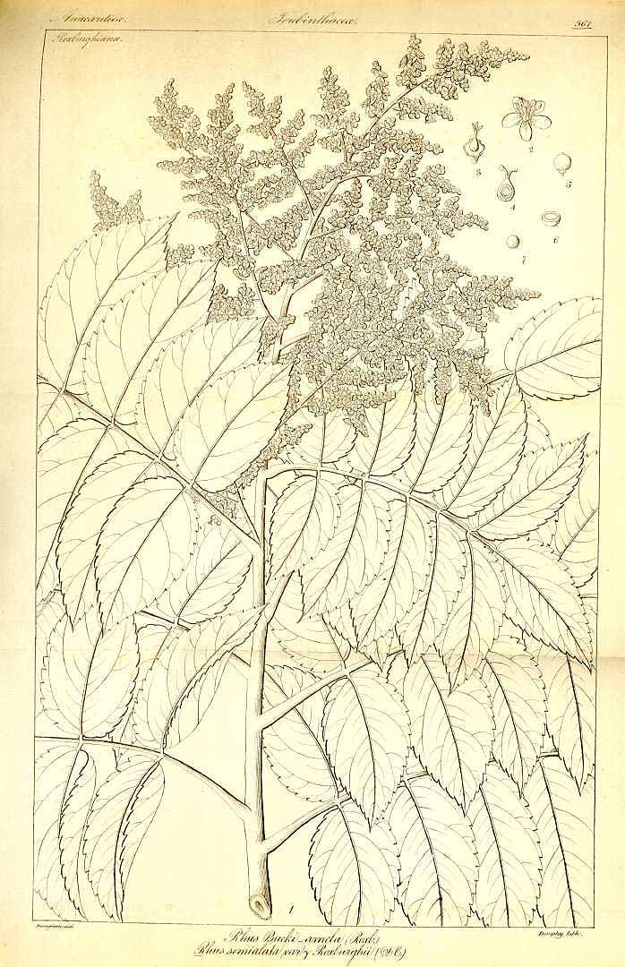 no HD illustration available (3)