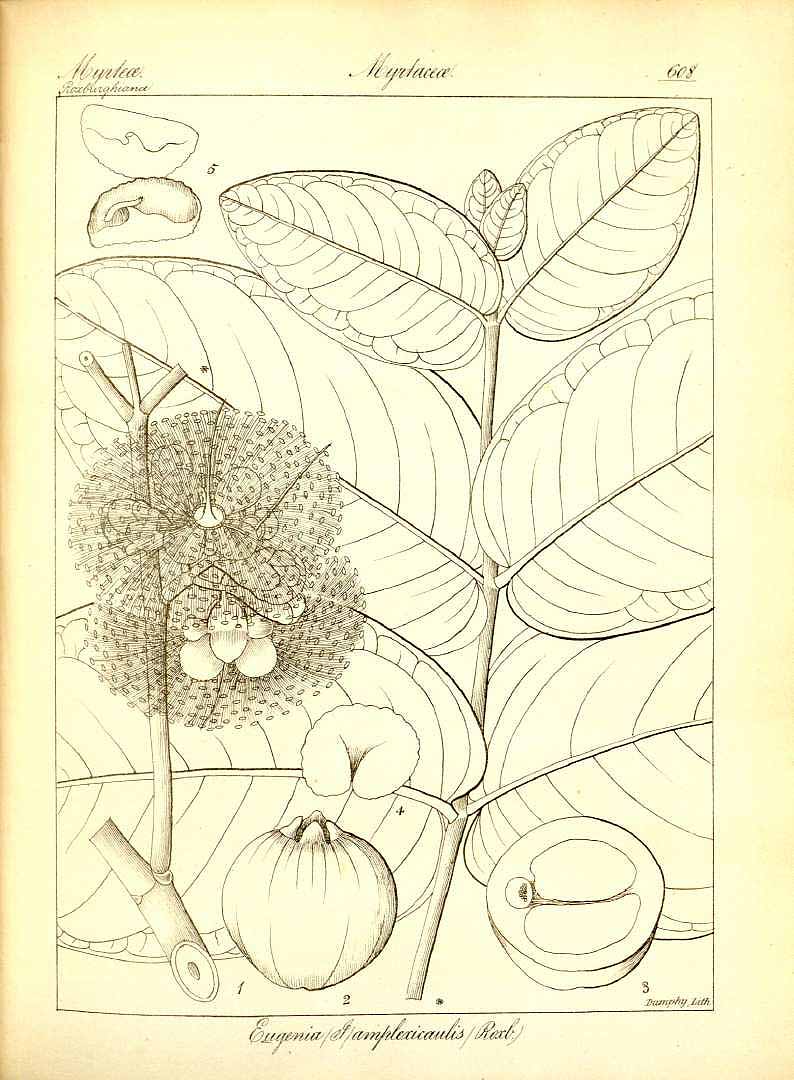 no HD illustration available (3)