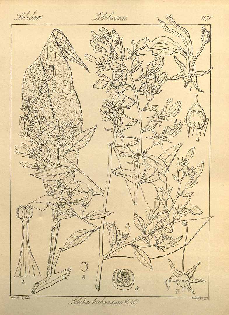 no HD illustration available (3)