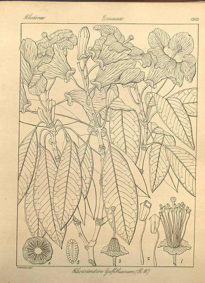 no HD illustration available (3)