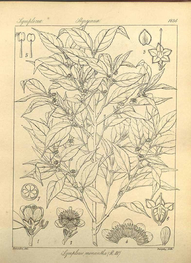 no HD illustration available (3)