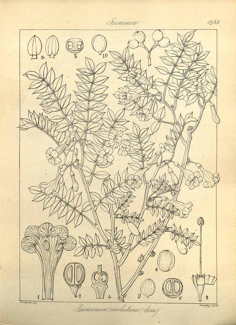 no HD illustration available (3)