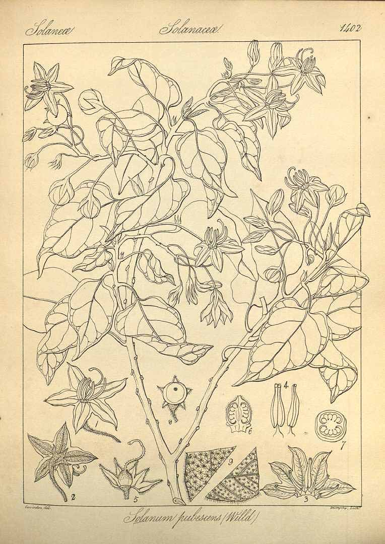 no HD illustration available (3)