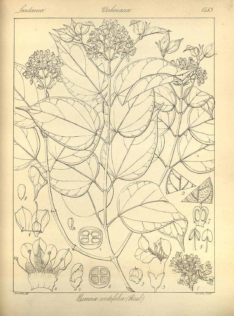 no HD illustration available (3)