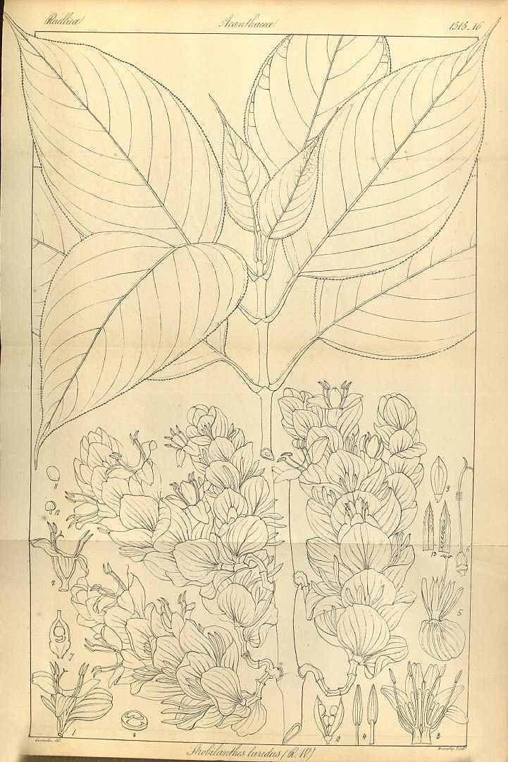 no HD illustration available (3)