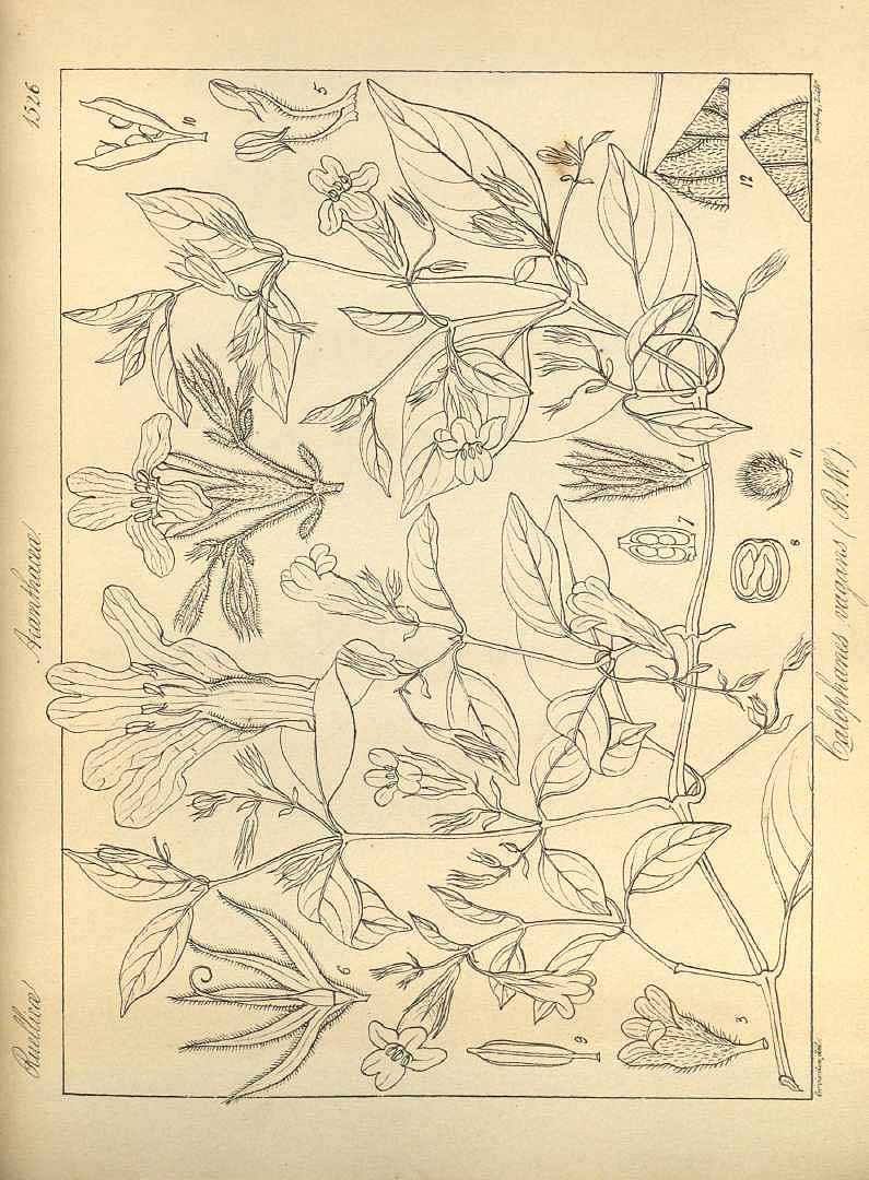 no HD illustration available (3)