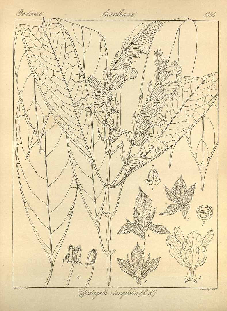 no HD illustration available (3)