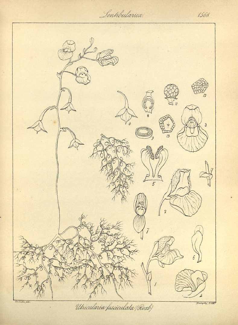 no HD illustration available (3)