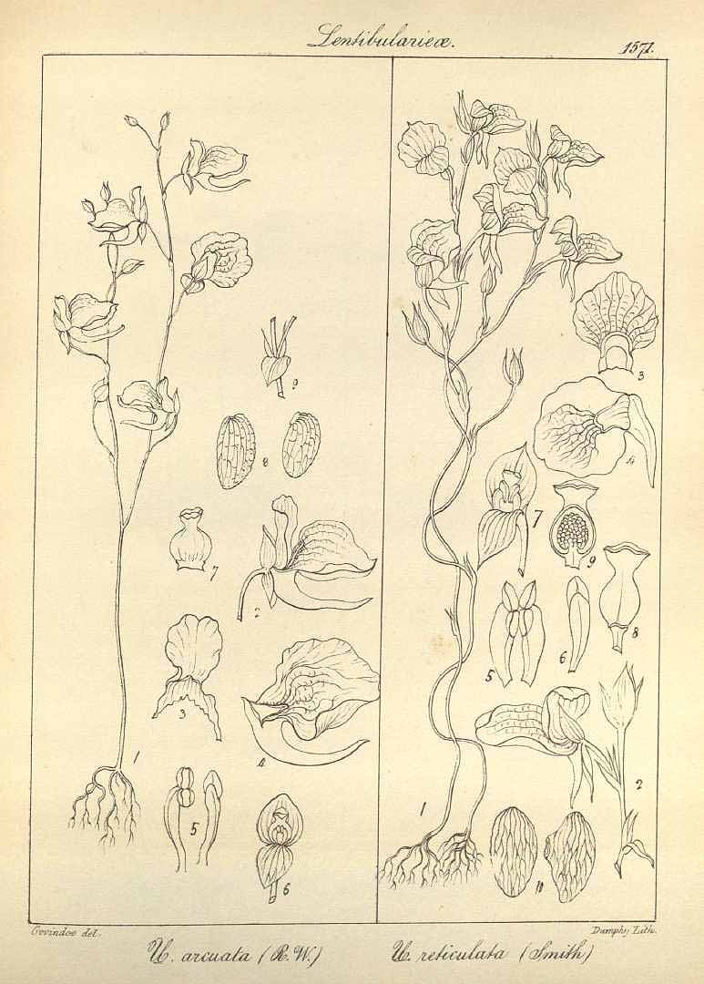 no HD illustration available (3)