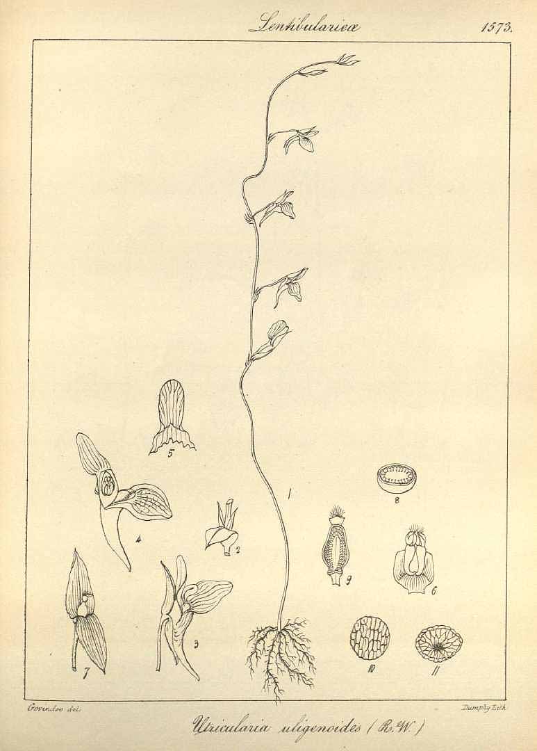 no HD illustration available (3)