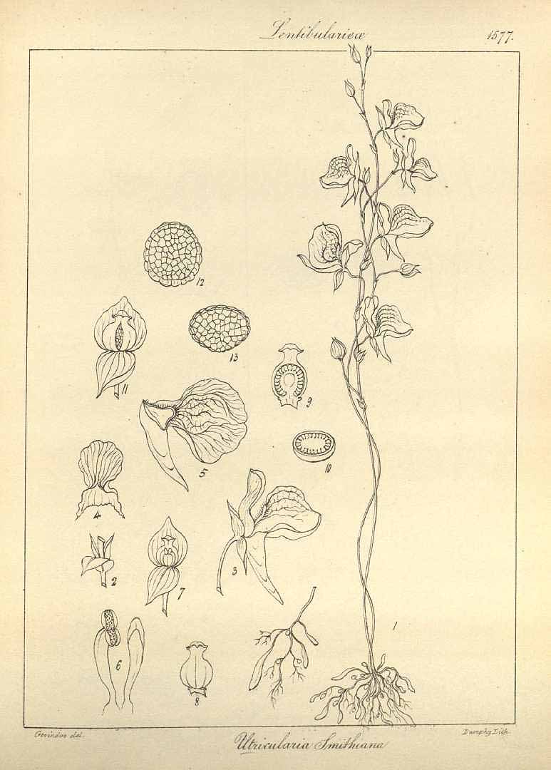 no HD illustration available (3)