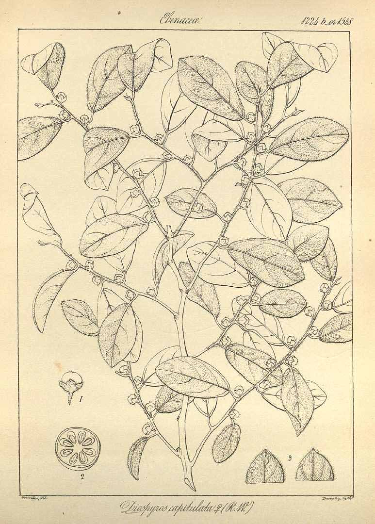 no HD illustration available (3)