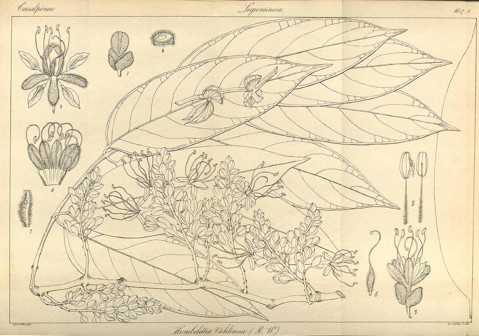 no HD illustration available (3)