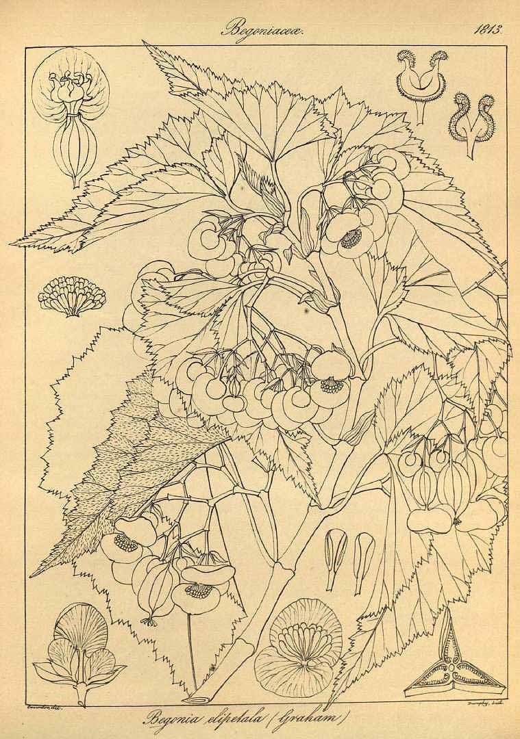 no HD illustration available (3)