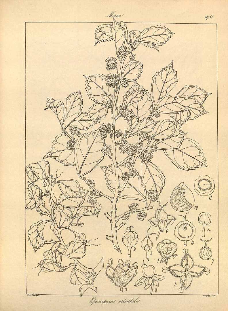 no HD illustration available (3)
