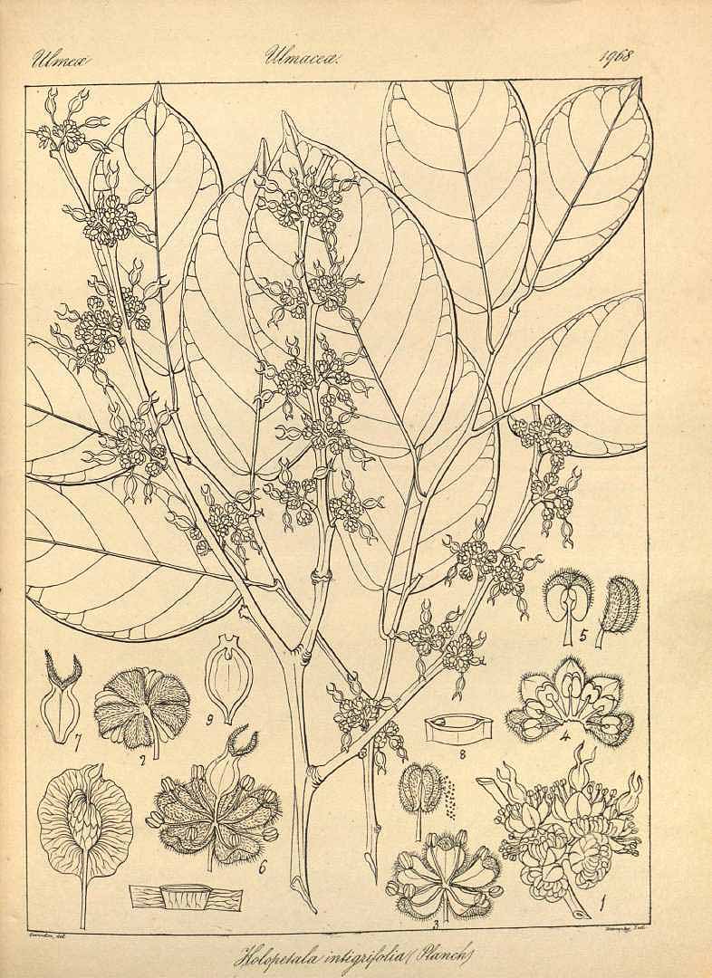 no HD illustration available (3)