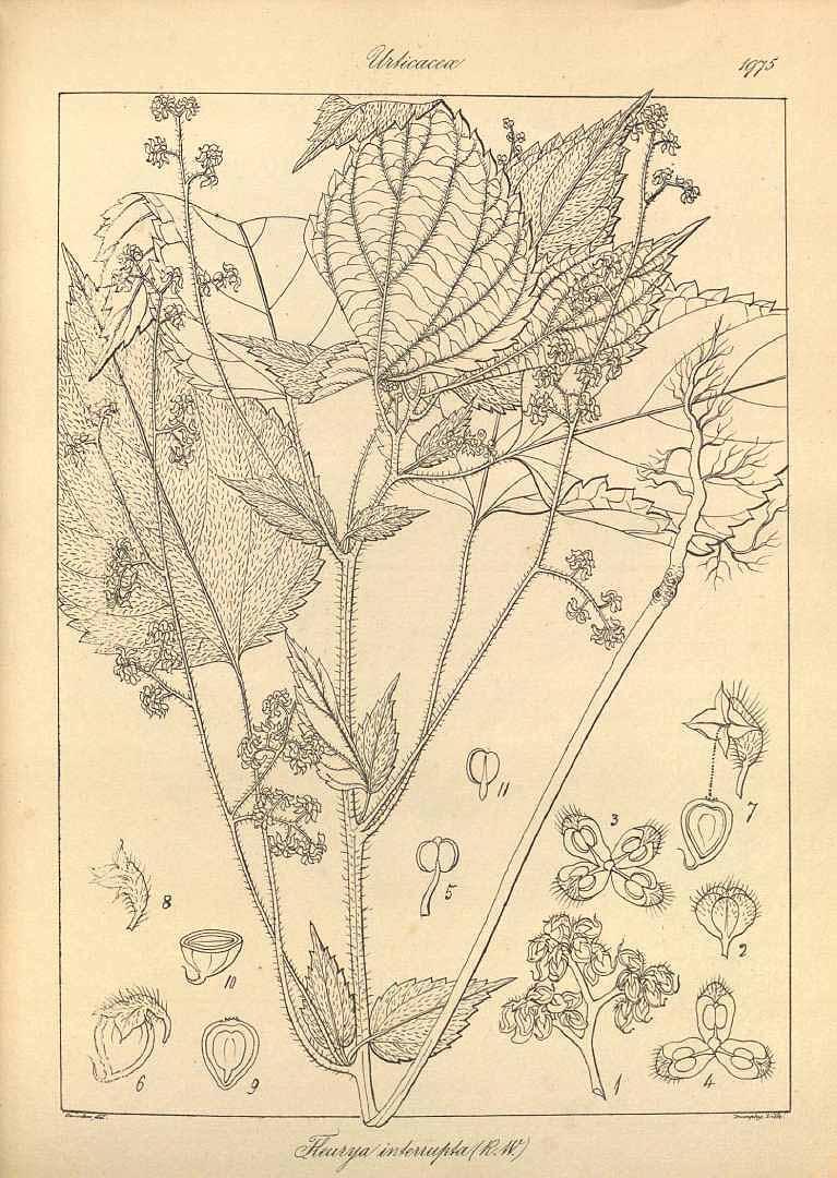 no HD illustration available (3)