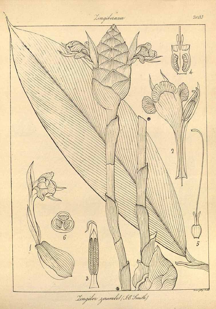 no HD illustration available (3)
