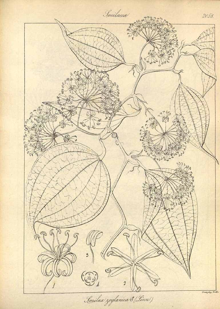 no HD illustration available (3)