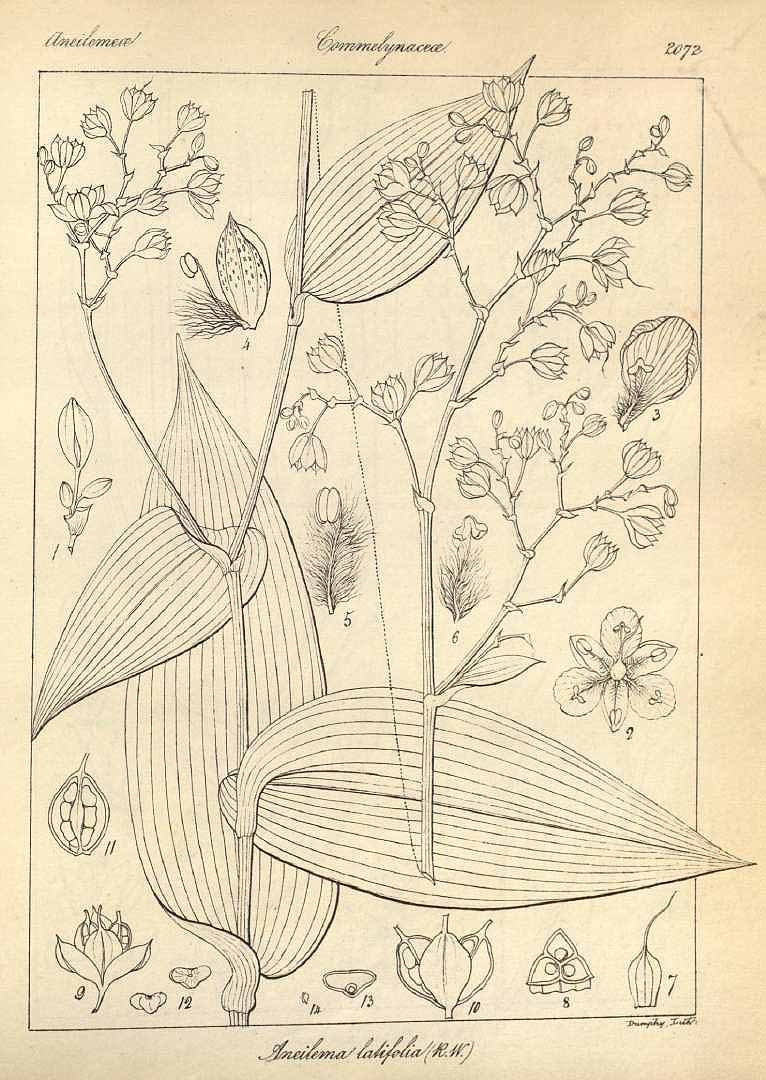 no HD illustration available (3)