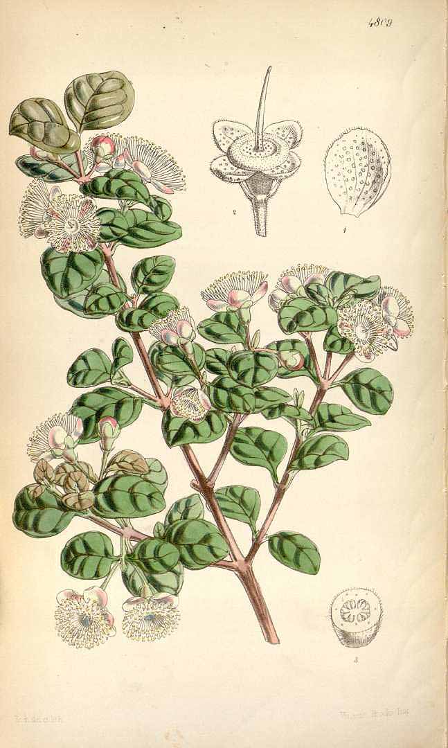 no HD illustration available (3)