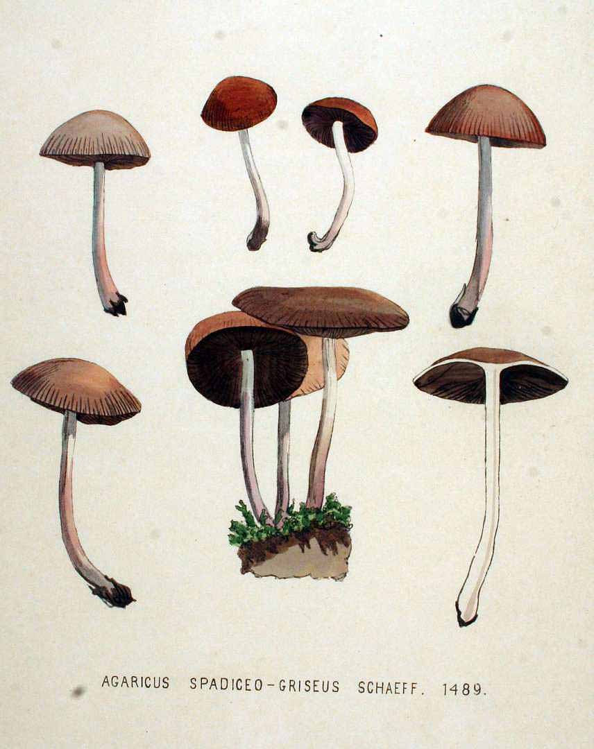 no HD illustration available (3)