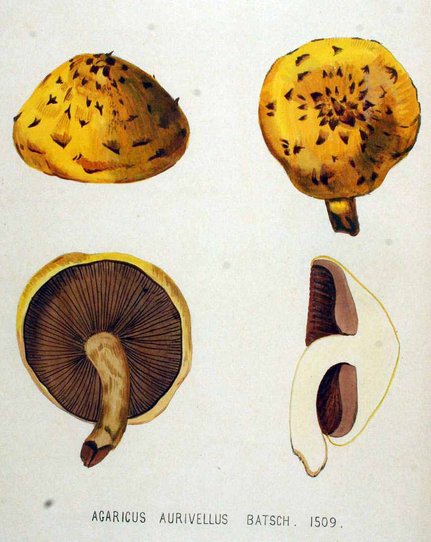 no HD illustration available (3)