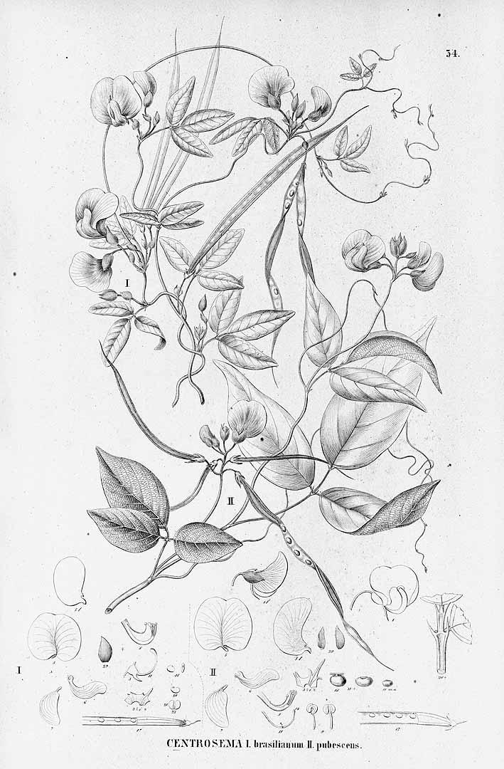 no HD illustration available (3)