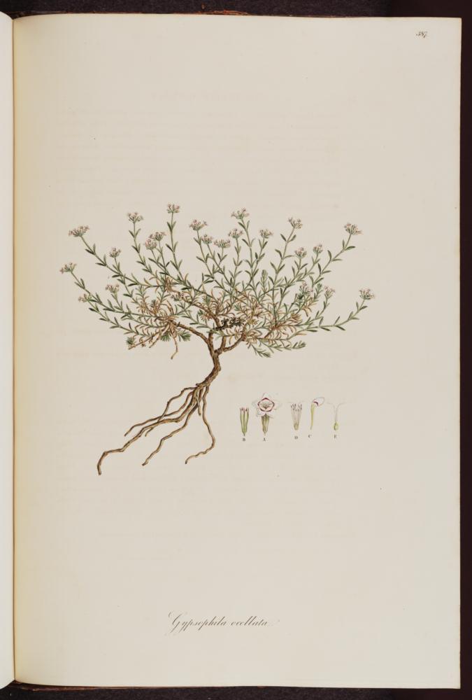 no HD illustration available (3)