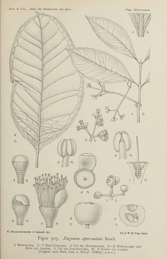 no HD illustration available (3)