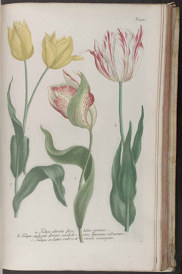 no HD illustration available (3)