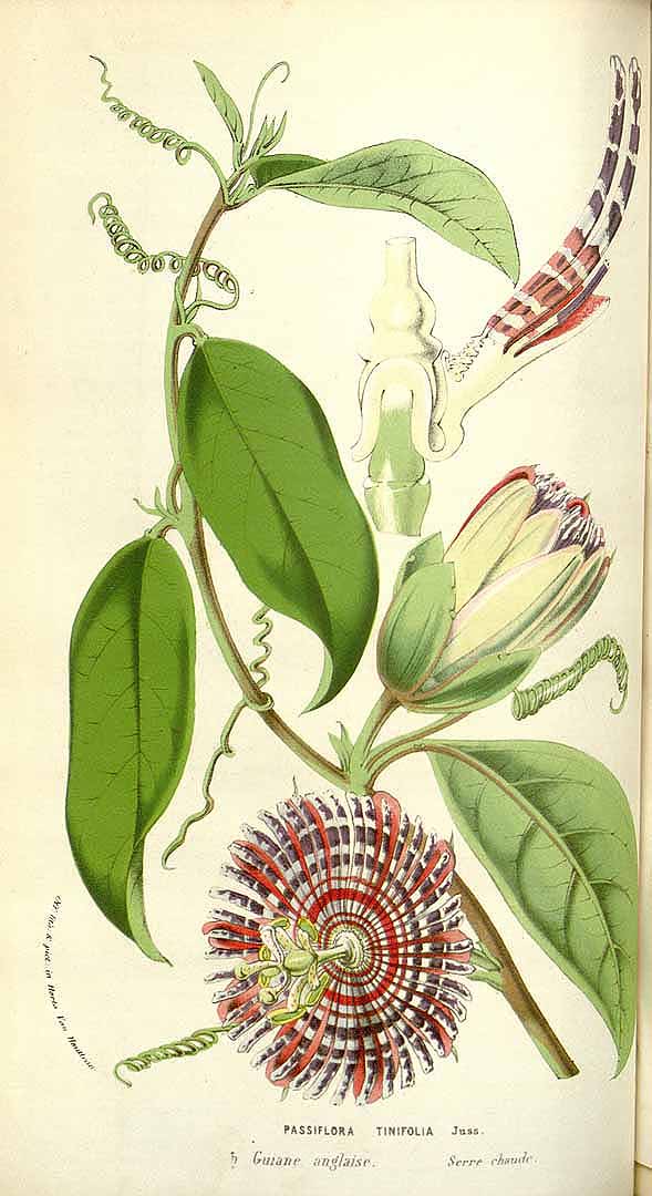 no HD illustration available (3)