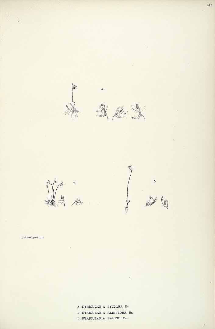no HD illustration available (3)