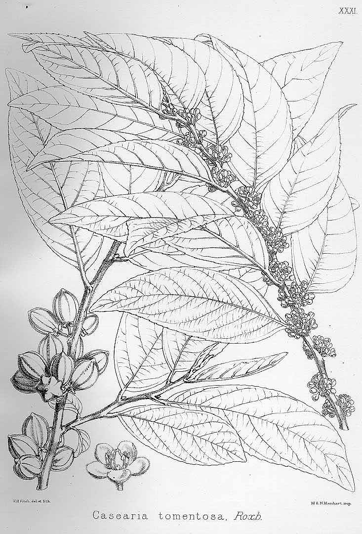 no HD illustration available (3)