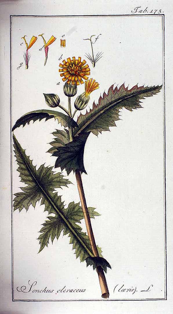 no HD illustration available (3)