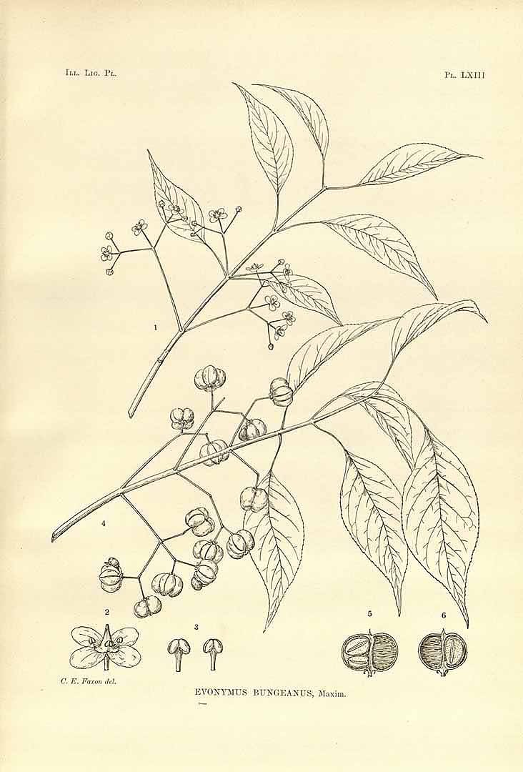 no HD illustration available (3)