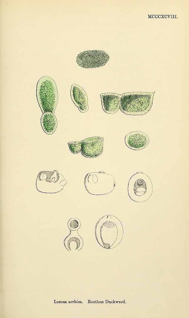 no HD illustration available (3)