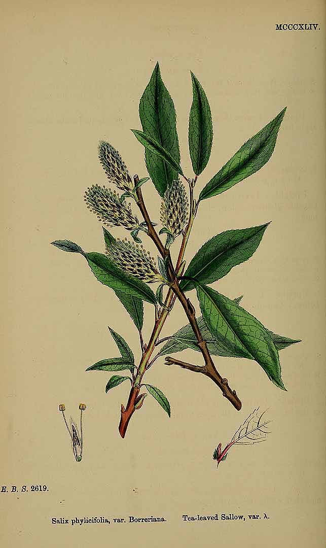 no HD illustration available (3)