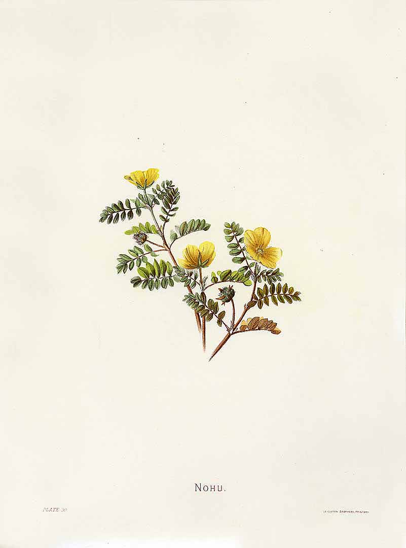 no HD illustration available (3)