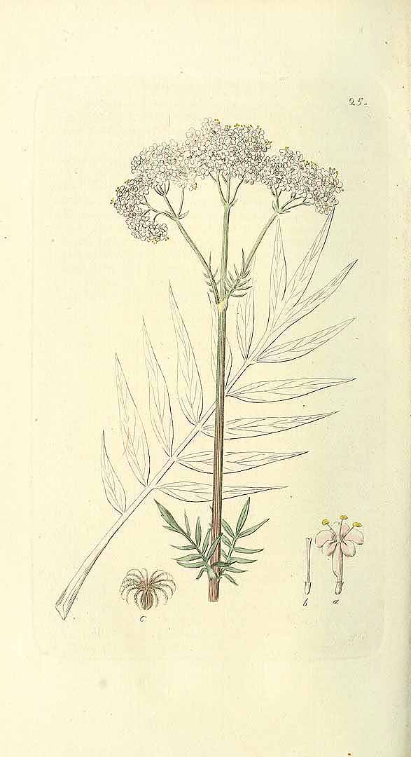 no HD illustration available (3)