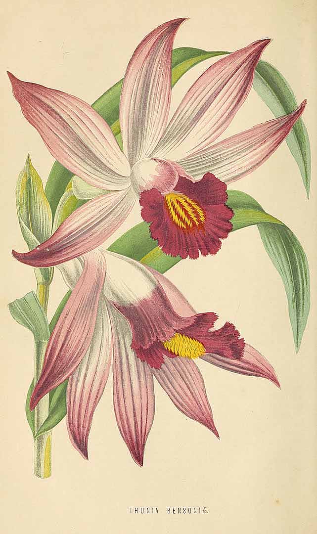 no HD illustration available (3)
