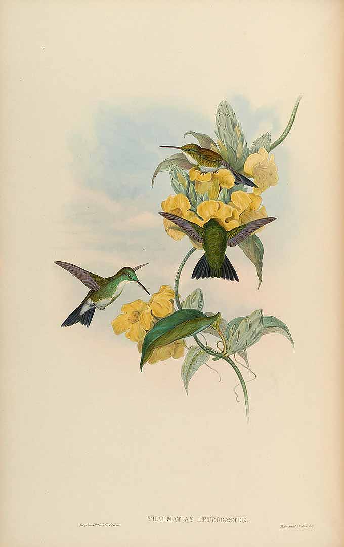 no HD illustration available (3)