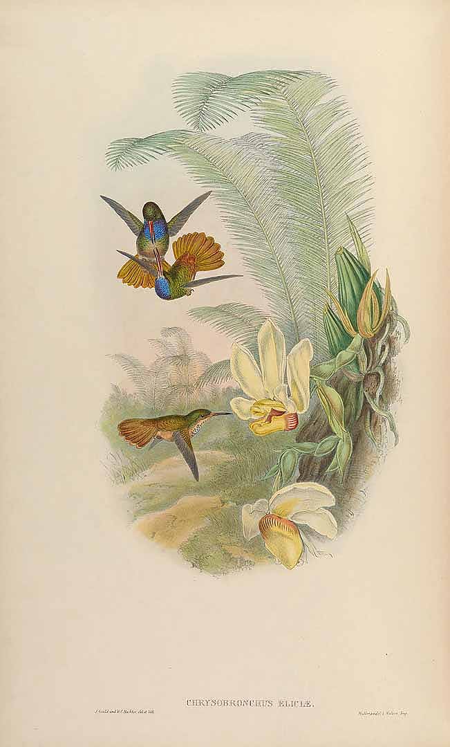 no HD illustration available (3)