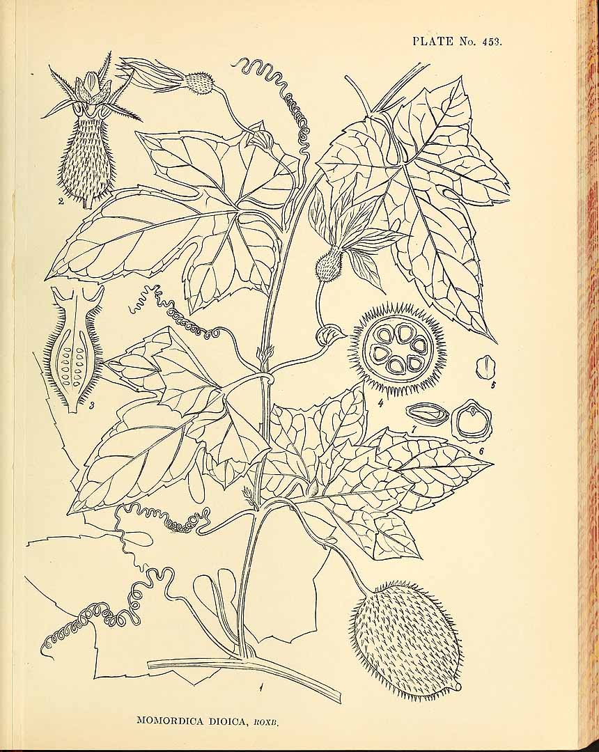 no HD illustration available (3)